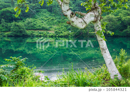 高浪の池・畔【糸魚川市】 105844321