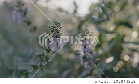 Teucrium fruticans close up shot Teucrium fruticans close up shot 105844518