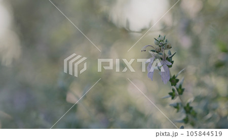 Teucrium fruticans close up shot Teucrium fruticans close up shot 105844519