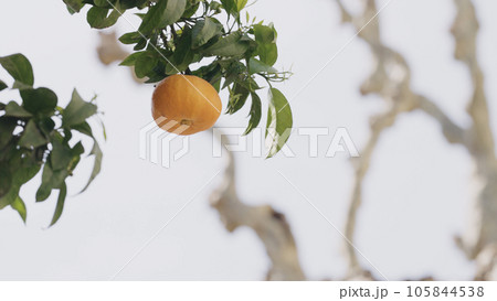 orange tree with citrus fruits closeup 105844538