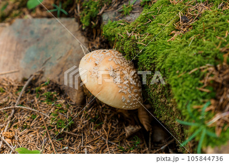 Beautiful white fly agaric in the forest around green moss Beautiful white fly agaric in the forest around green moss 105844736
