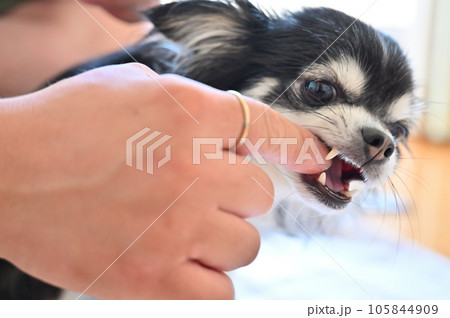 飼い主の指を噛むチワワ　 105844909