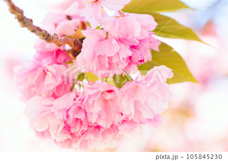 ビビット映える八重桜 105845230