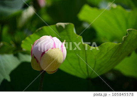 清楚な夏の花-蓮(ハス) 清楚な夏の花-蓮(ハス) 105845578