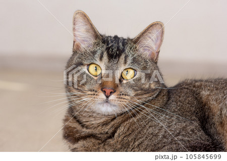 Portrait of cat looking at camera on gray background 105845699