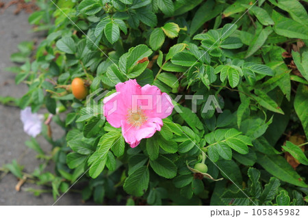 ハマナスの花 ハマナスの花 105845982