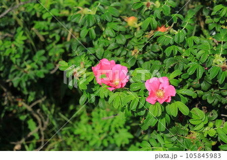 ハマナスの花 ハマナスの花 105845983