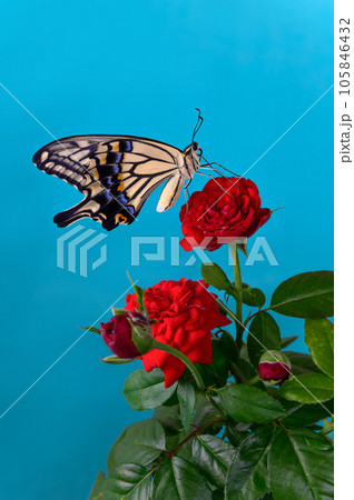 アゲハとバラ 105846432