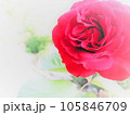 レッドローズ 105846709