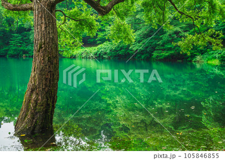 高浪の池・畔【糸魚川市】 105846855