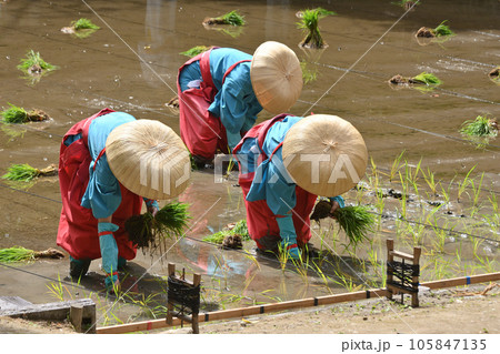 伏見稲荷の御田植祭 105847135