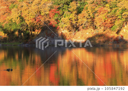 秋の落石 105847192