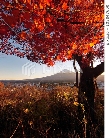 夕暮れに染まる富士 105847600