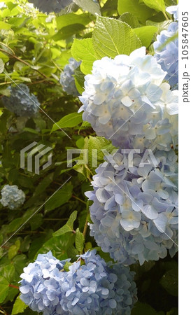 青い紫陽花 105847605