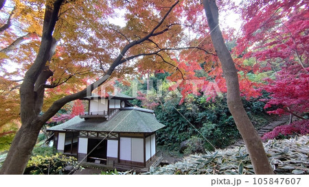 紅葉に囲まれたお寺 105847607