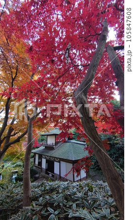 紅葉に囲まれたお寺 105847608