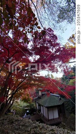 紅葉に囲まれたお寺 105847609