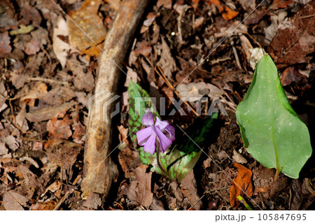 カタクリの花の群生 カタクリの花の群生 105847695