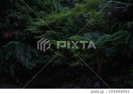 深緑のシダ植物の森に差し込む光(暗め) 深緑のシダ植物の森に差し込む光(暗め) 105848081