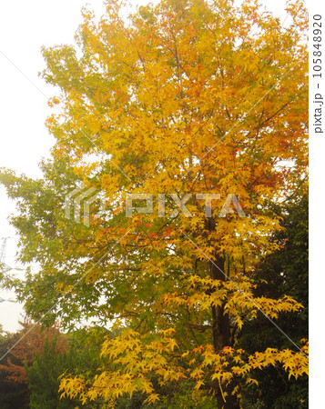 公園のもみじ 105848920