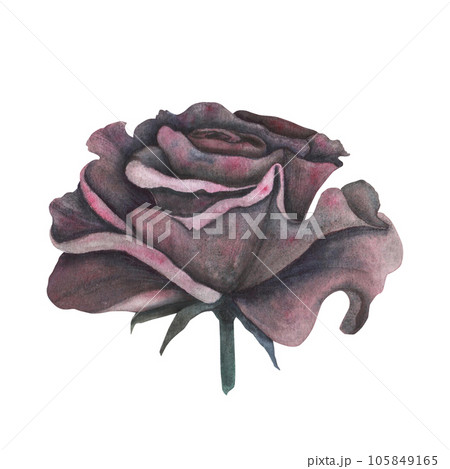 Dark gothic red rose with magical texture isolated on white background. Watercolor hand drawn botanical sketch iIllustration. Art for design mystical halloween witch decoration, scary greeting card Dark gothic red rose with magical texture isolated on white background. Watercolor hand drawn botanical sketch iIllustration. Art for design mystical halloween witch decoration, scary greeting card 105849165