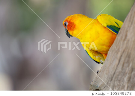 The mini parrot bird on stick tree The mini parrot bird on stick tree 105849278