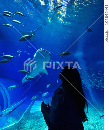 水族館の水槽を泳ぐマンタ　ジンベイザメ 105849441