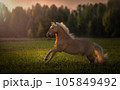 Haflinger horse with white mane is running on the sunset 105849492
