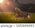 Haflinger horse with white mane is running on the sunset 105849493