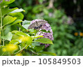 アゲハ蝶と紫陽花 105849503