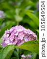 紫陽花 105849504