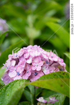 紫陽花 105849504