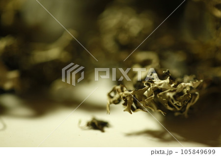 Ayurvedic leaves texture closeup Ayurvedic leaves texture closeup 105849699