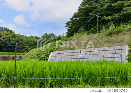擁壁と夏の田んぼ 擁壁と夏の田んぼ 105849749