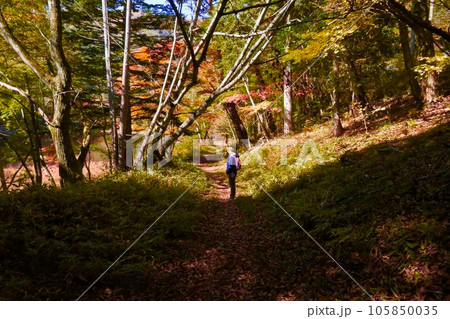 秋の甘利山椹池の遊歩道 秋の甘利山椹池の遊歩道 105850035
