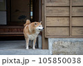 日本家屋の玄関で待つ柴犬 105850038