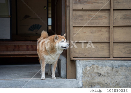 日本家屋の玄関で待つ柴犬 日本家屋の玄関で待つ柴犬 105850038