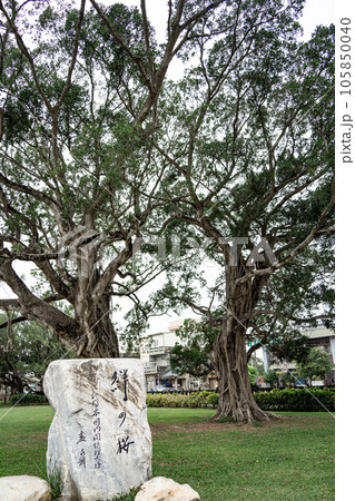 台南の八田與一記念館の桜 105850040