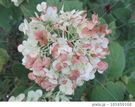 見ごろを過ぎて茶色く変色し始めた白いアジサイの花 105850108