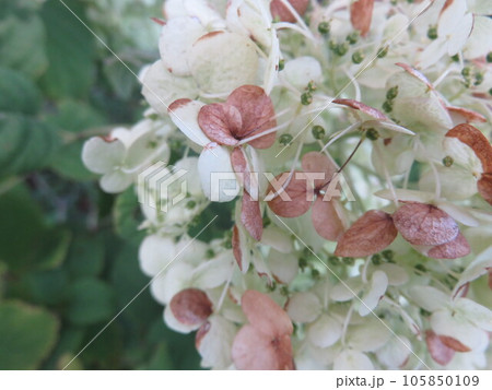 見ごろを過ぎて茶色く変色し始めた白いアジサイの花 105850109