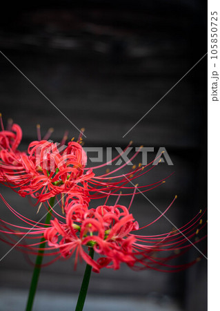 革堂・行願寺の秋、境内に咲く赤い彼岸花 105850725