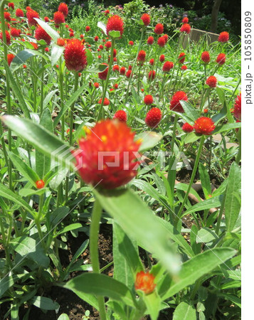 赤いセンニチコウ(千日紅) 赤いセンニチコウ(千日紅) 105850809