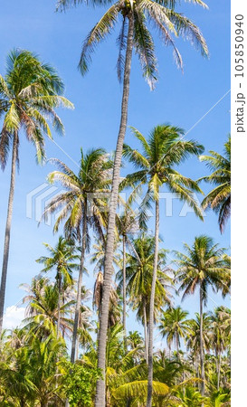 Tall palm trees on a wild Thailand island 105850940