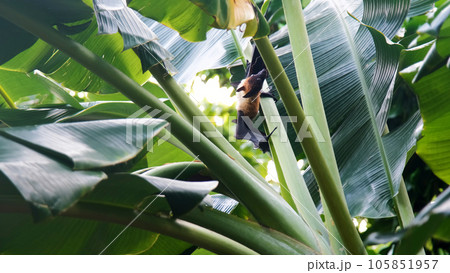Flying fox or fruit bat (Pteropus giganteus) searching for food while crawling on a banana tree. Tropical nature and wildlife concept 105851957