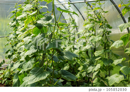 Cucumbers growing in a greenhouse on a sunny summer day. 105852030