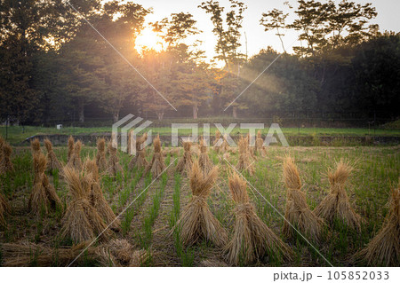 京都の秋、稲刈り終盤の嵯峨野の田園、稲藁立てに秋の夕陽がさす 京都の秋、稲刈り終盤の嵯峨野の田園、稲藁立てに秋の夕陽がさす 105852033
