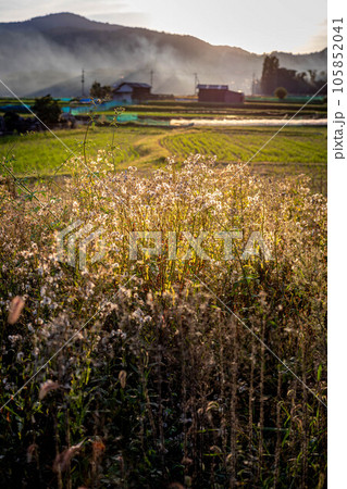 京都の秋、稲刈り終盤の嵯峨野の田園、野焼きの煙に夕陽がさす 105852041