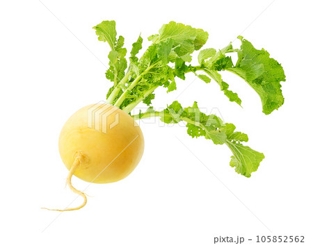 One yellow turnip with leaves isolated on white background 105852562