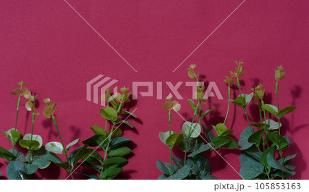 Eucalyptus branches with green leaves on a red background Eucalyptus branches with green leaves on a red background 105853163