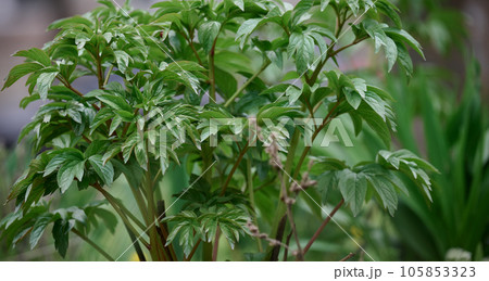 A peony flower bush with green leaves in the garden A peony flower bush with green leaves in the garden 105853323
